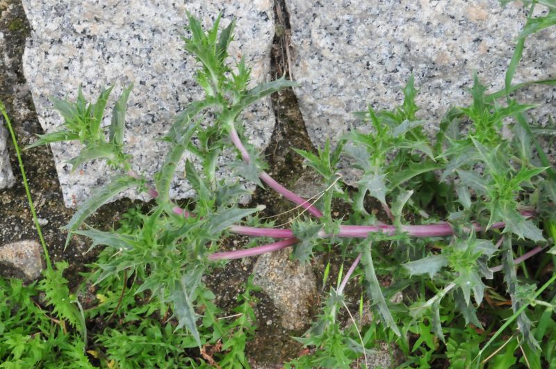 Carlina corymbosa